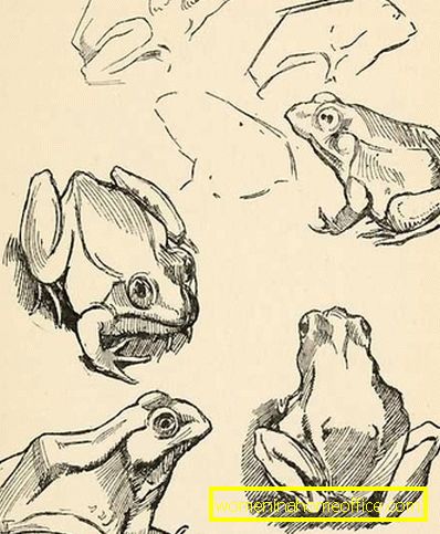 Как да нарисувате жаба