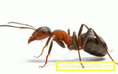 Къде идват червените мравки