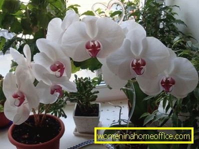 Орхидея: грижа след цъфтежа