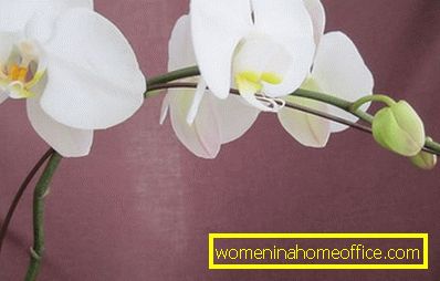 Как да режеш орхидея след цъфтежа?