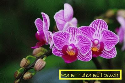 Как да се намали phalaenopsis след цъфтежа?