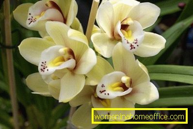 жълта орхидея