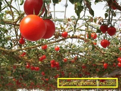 Засаждане на домати в оранжерията