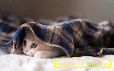 Руски смешни псевдоними за котки момчета